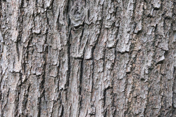 Old tree texture