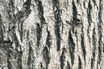 Old tree texture