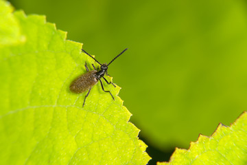 Darkling beetle (Lagria hirta) at the edge of the green leaf