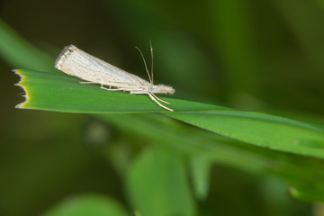 Small white butterfly sits on a blade of grass