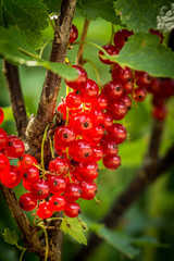 bunches of fresh red currants