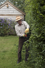 Cutting garden hedge with a petrol hedgecutter