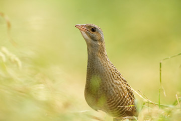 bird