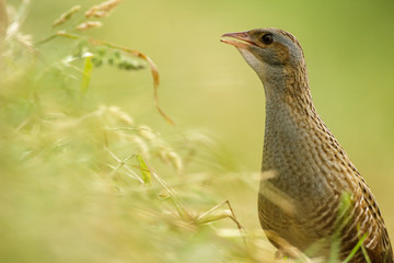 bird