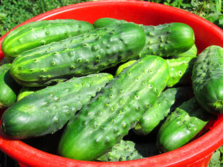 Cucumber 
