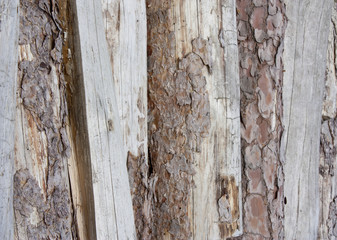 Holzscheite