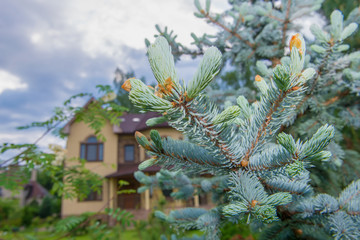 Young shoots of pine blue