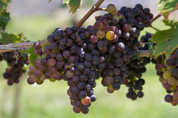 Grapes on the Vine