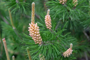 Pine, Pinus sylvestris, male inflorescence