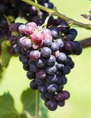Grapes on the Vine