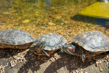 Group Red-eared slider resting on the shore. Turtle lined