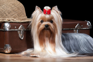 Naklejka premium Dog.Yorkie puppy on table with wooden texture