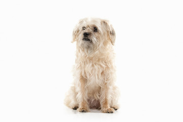 Dog. Domestic dog on white background
