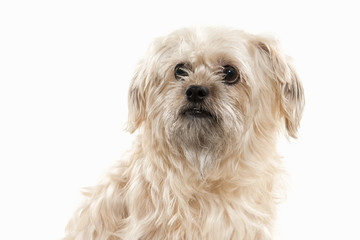 Dog. Domestic dog on white background