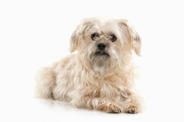Dog. Domestic dog on white background