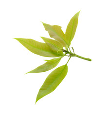 Green mango leaf isolated on white background