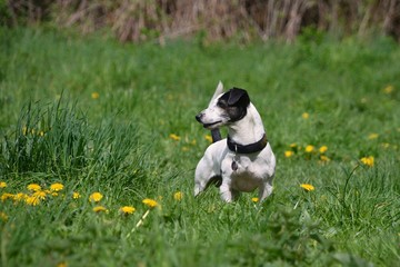 Jack Russell Terrier