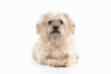 Dog. Domestic dog on white background