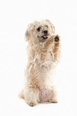 Dog. Domestic dog on white background
