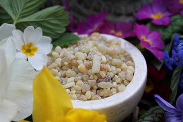 Yellow Frank Incense drops (olibanum gummi from Ethiopia) in a stone bowl ritual offering to the god buddha with different spring flowers and leaves (primrose, daffodil, blood sorrel, ...)