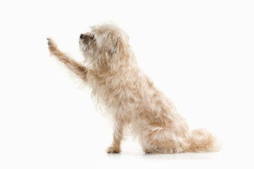 Dog. Domestic dog on white background