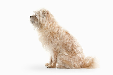 Dog. Domestic dog on white background