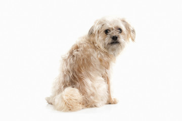 Dog. Domestic dog on white background