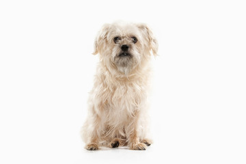 Dog. Domestic dog on white background
