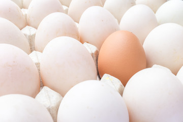 Chicken and duck eggs in carton paper.
