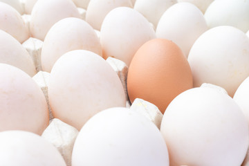 Chicken and duck eggs in carton paper.