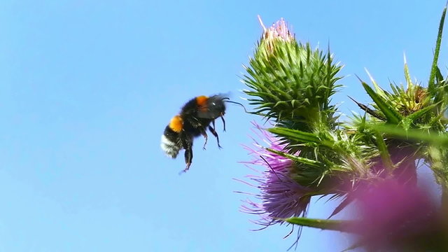 Bumblebee flight beautiful details flying bee 