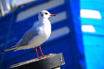 Seemöwe vor Krabbenkutter