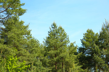 Fototapeta premium Fir trees in forest over blue sky background