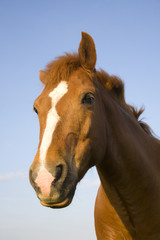 Obraz na płótnie Canvas Brown Horse
