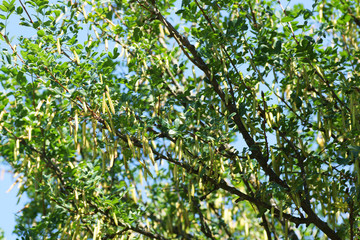 Acacia pods on a branch.