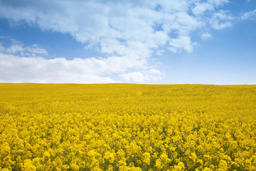 Fototapeta premium Rape Seed Field