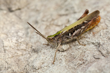 Grasshopper
