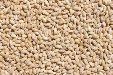 Two-row barley  with husks
