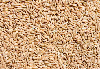 natural oat grains 