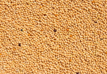 organic millet seeds