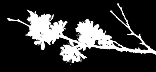 Fototapeta premium sakura single spring white branch silhouette with flowers