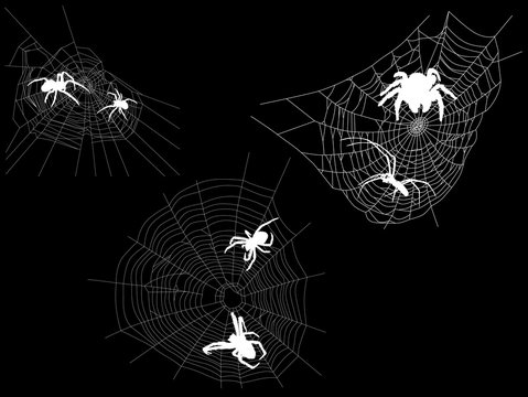 three white webs with six spiders