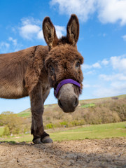 Donkey in a field