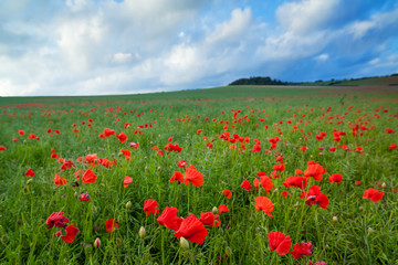 Red poppies on a green meadow.