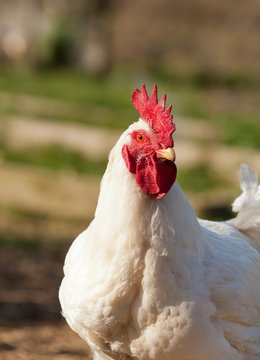 Cockerel in a field