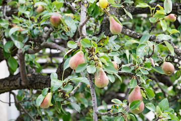 Birnen am Baum