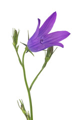 Fototapeta na wymiar isolated on white single bloom Spreading bellflower