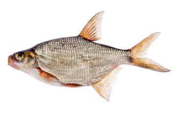 small bream isolated on white