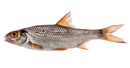 small roach isolated on white