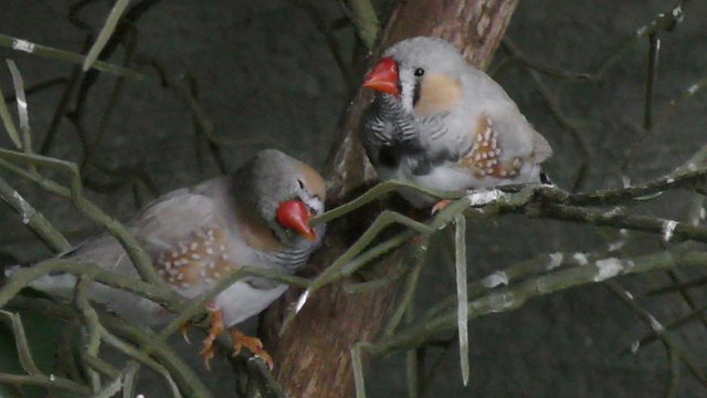 Star finches common to Australia